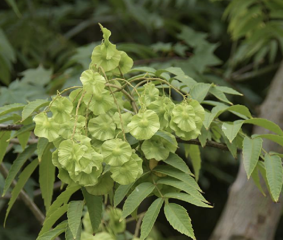 云南金钱槭( i>dipteronia dyeriana /i> henry)是槭树科金钱槭属植物