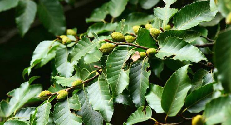  p>光叶水青冈(学名: i>fagus lucida /i> rehd. et wils.