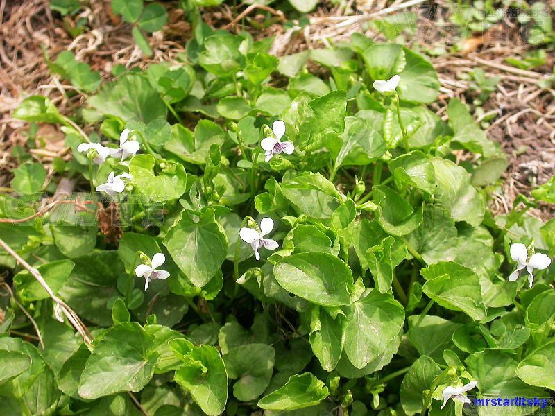  p>辽宁堇菜(学名: i>viola rossii /i>)是堇菜科堇菜属的植物.