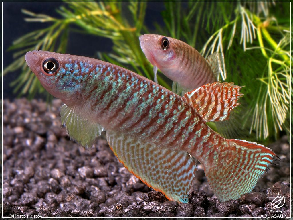 尾鳉,原产于非洲尼日利亚(nigeria)东部沿岸地区,尼日尔(niger)三角洲