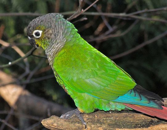  p>绿颊锥尾鹦鹉(学名:pyrrhura molinae)是典型的 a target="_blank"