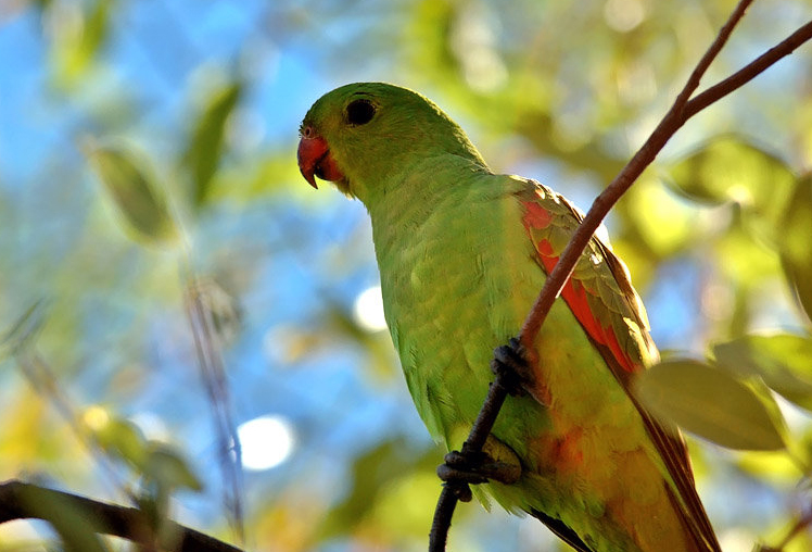  p>红翅鹦鹉是典型的 a target="_blank" href="/item/攀禽/2021723"