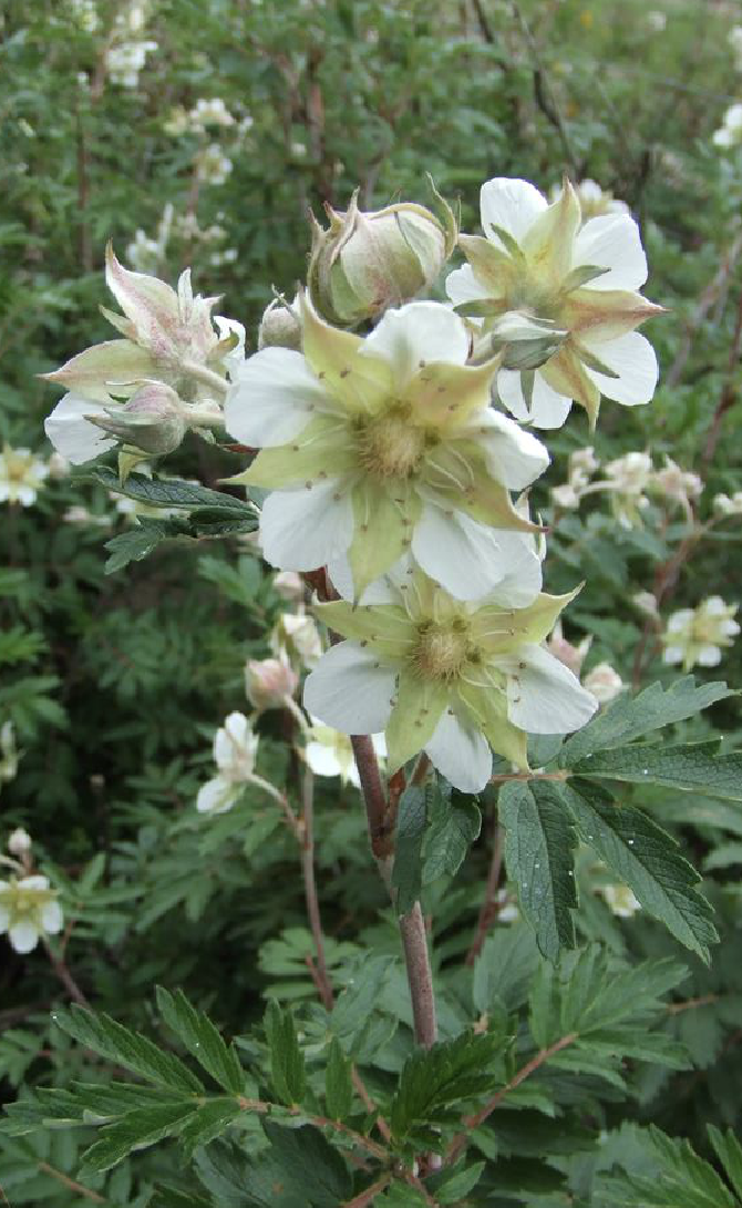 asch. et gr.)是蔷薇科沼委陵菜属植物.