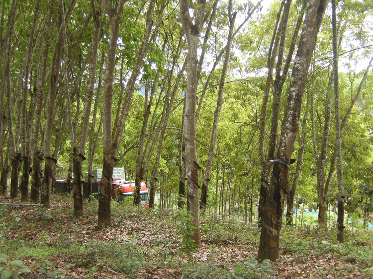  p>热研8-79,为巴西橡胶树杂交品种,选育单位:中国热带农业科学院橡胶