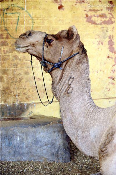  p>单峰驼(学名: i>camelus dromedarius /i>):体长约3米,高2米以上
