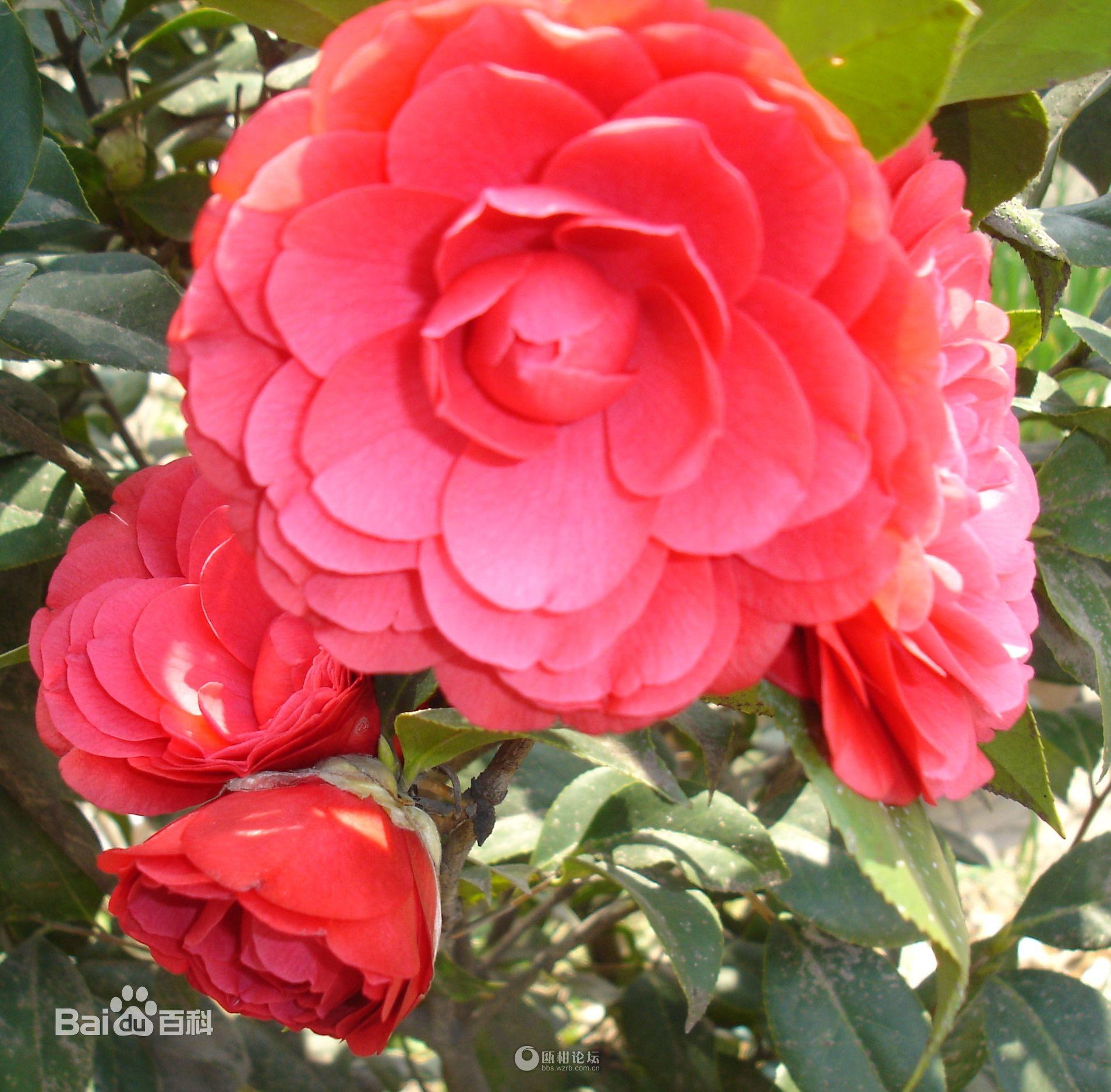  p>赤丹:是 a target="_blank" href="/item/茶花/315158" data-lemma