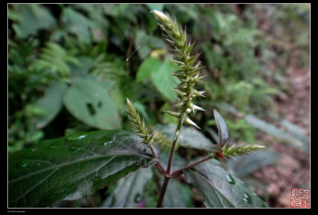  p>白牛膝又称 a href="#" data-lemmaid="11263511">太极草 /a>, a