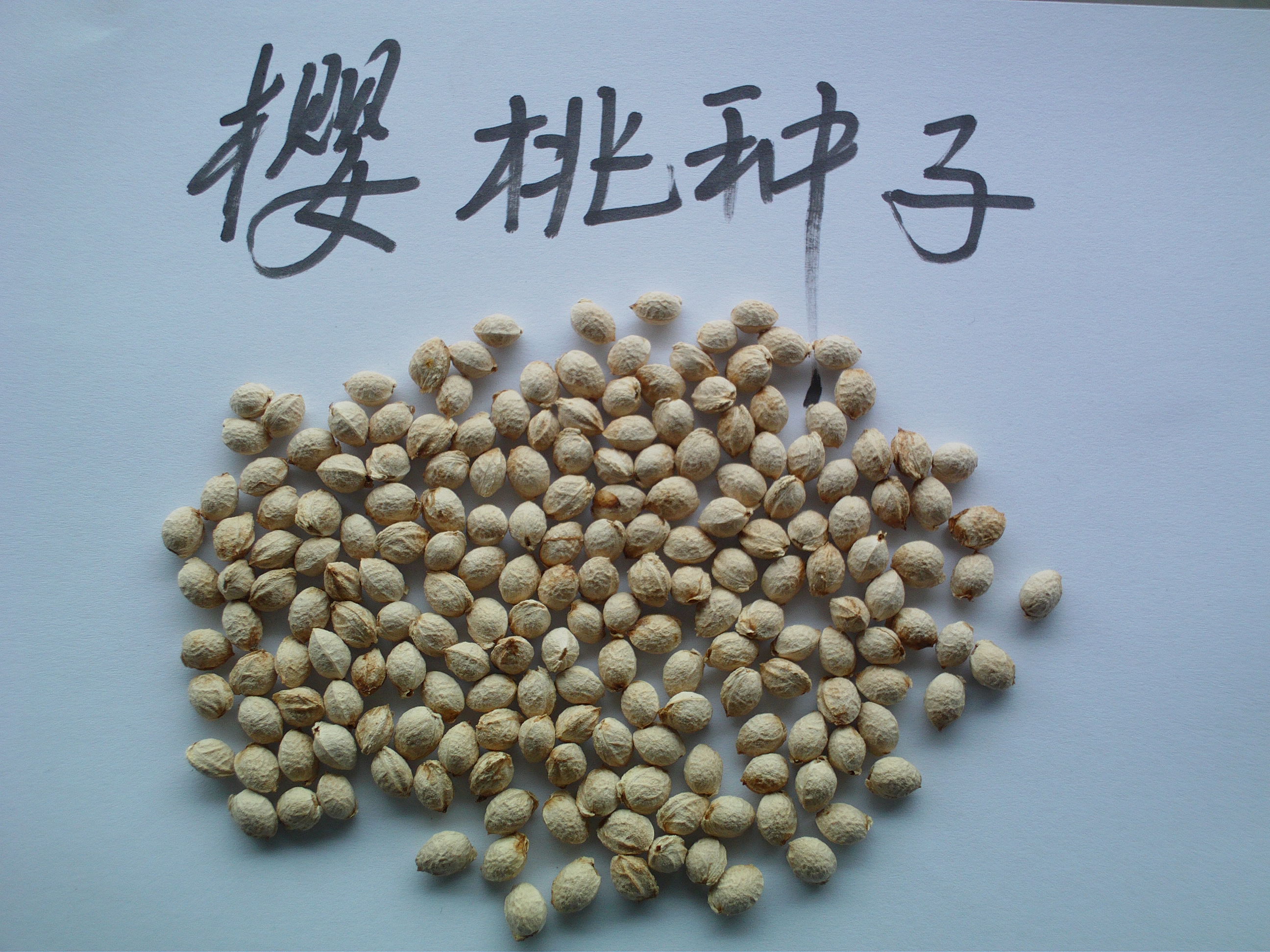  p>种子(seed), a target="_blank" href="/item/裸子植物/281465"