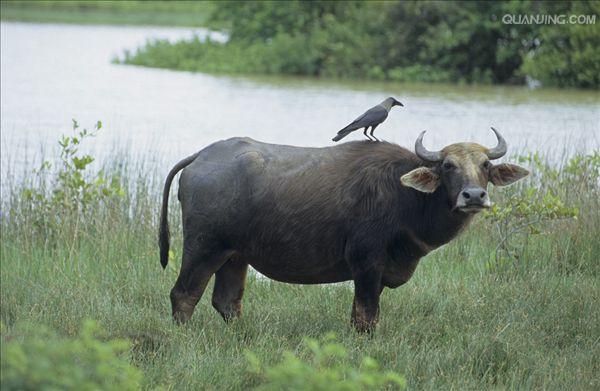 水牛英文,英文 p>水牛(学名:bubalus bubalus,英文名称:asian buffalo)也叫印度水牛
