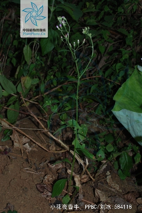 vernonia cinerea (l.) less. var. parviflora (reinw.) dc.