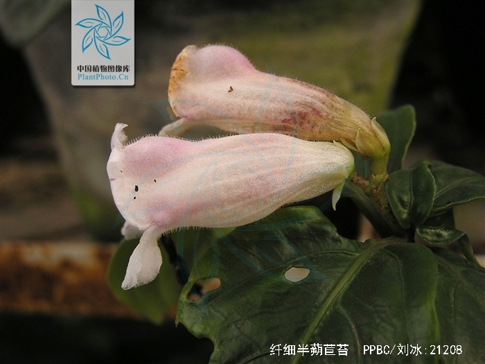 纤细半蒴苣苔(原变种)