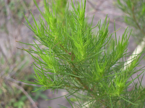 artemisia capillaries