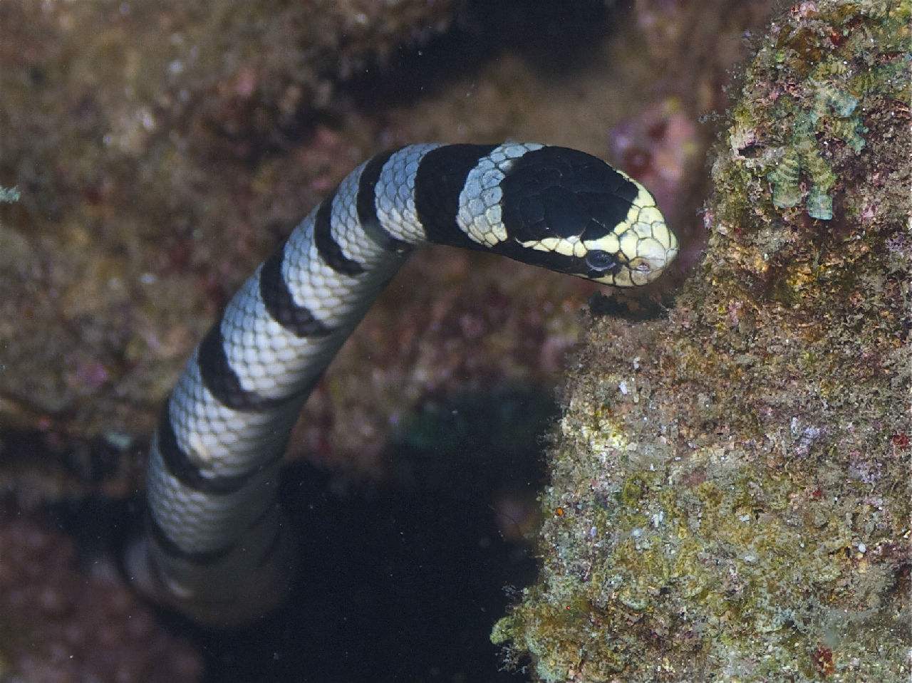 海蛇属