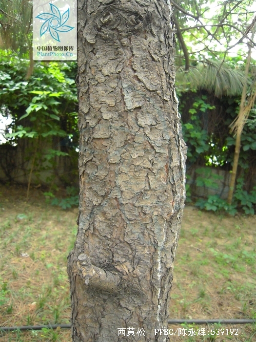  p>西黄松(学名: i>pinus ponderosa /i> dougl. ex laws.