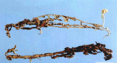 " data-lemmaid="2659935">菊科 /a>植物宽叶鼠麴草 i>gnaphalium adn