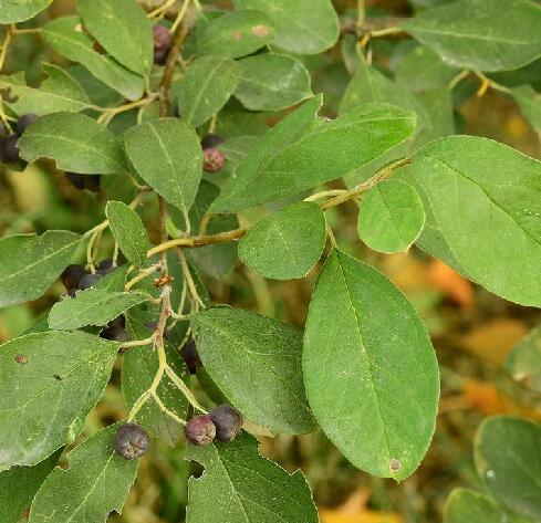  p>黑果栒子(学名: i>cotoneaster melanocarpus /i> lodd.