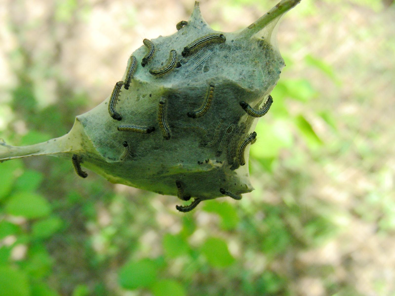  p>天幕毛虫, i>malacosoma neustria testacea /i> motsch,为 a href