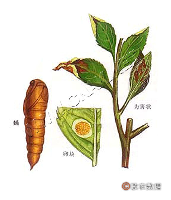 data-lemmaid="2396857">茶树 /a>芽叶害虫之一,又名小黄卷叶蛾,棉褐