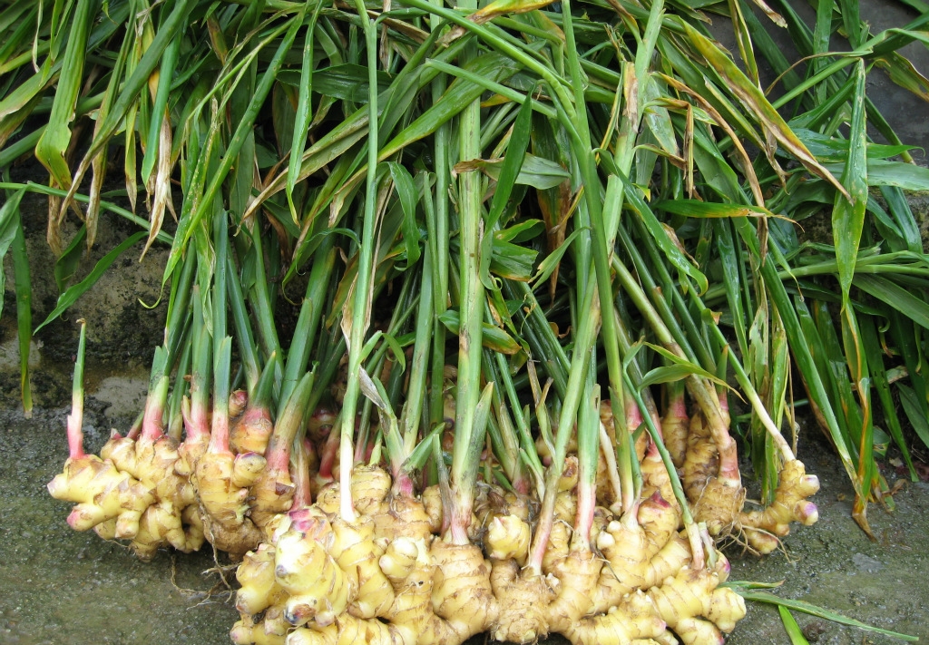  p>根状茎(rhizome),亦称根茎,地下的变态茎(modified subterraneous