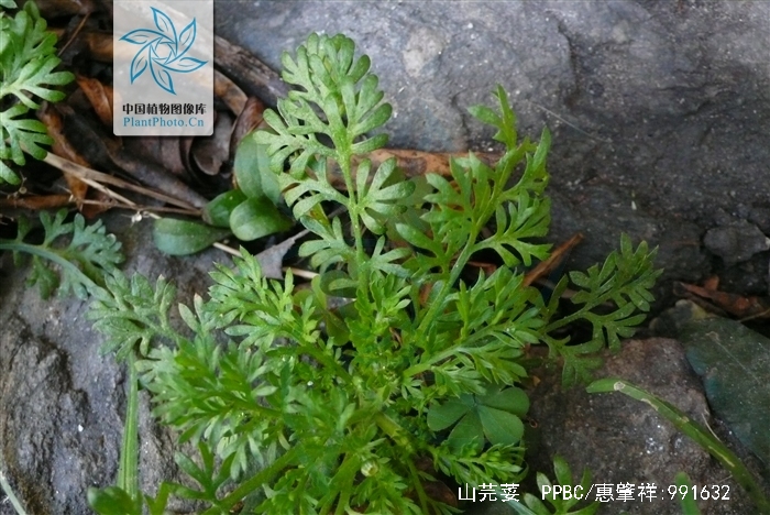 山芫荽