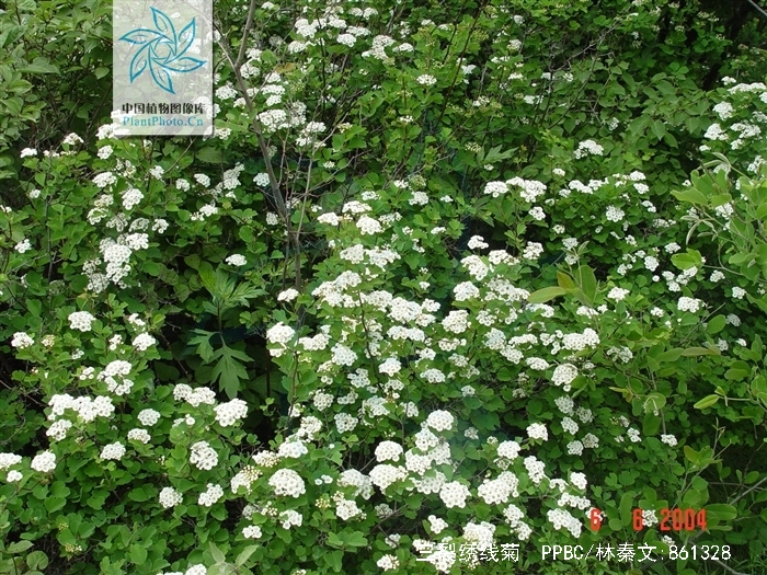  p>三裂绣线菊(学名: i>spiraea trilobata /i> l.