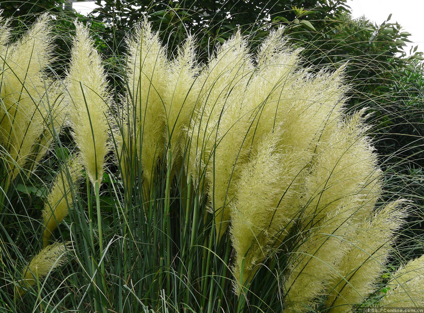  p>蒲苇属(学名:cortaderia stapf)是禾本科下一个属.