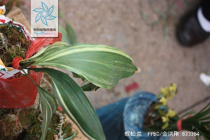 为兰科隔距兰属植物蜈蚣兰 i>cleisostoma scolop