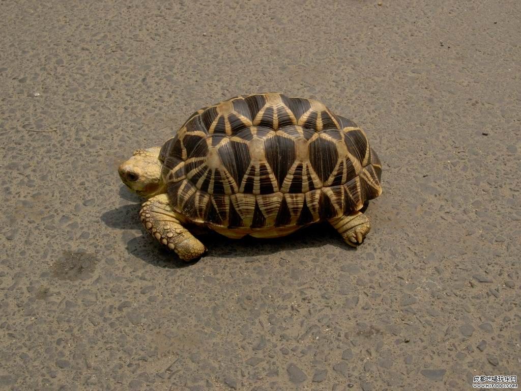  p>缅甸星龟(学名: i>geochelone platynota /i> )是陆龟科,象龟属