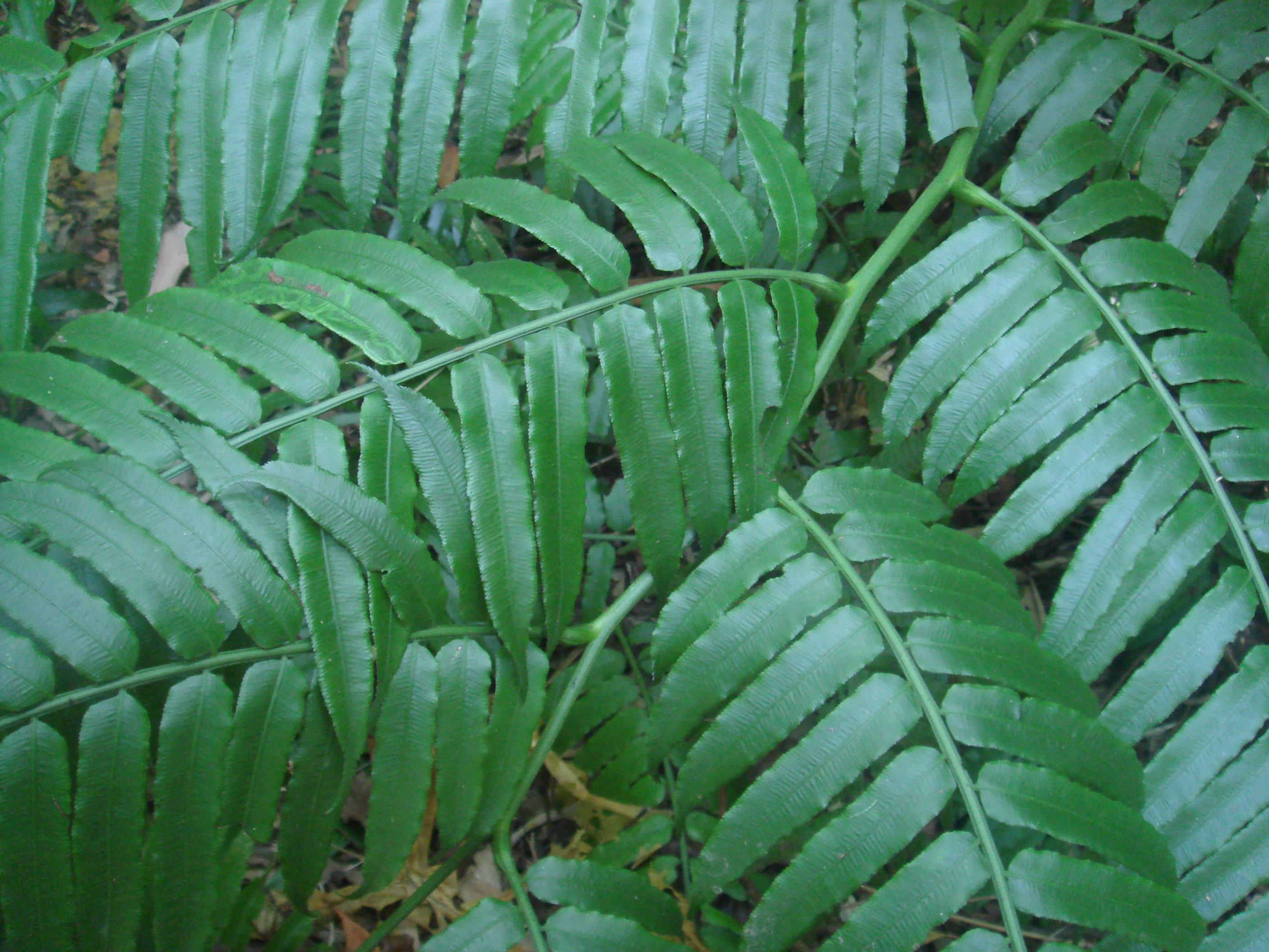  p>马蹄蕨,拉丁学名:(angiopteris fokiensis hieron)别名: a href="