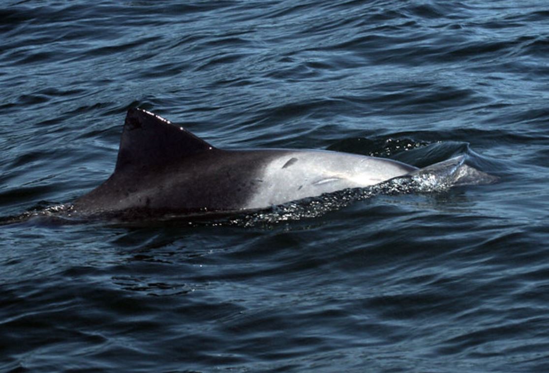 赫氏海豚