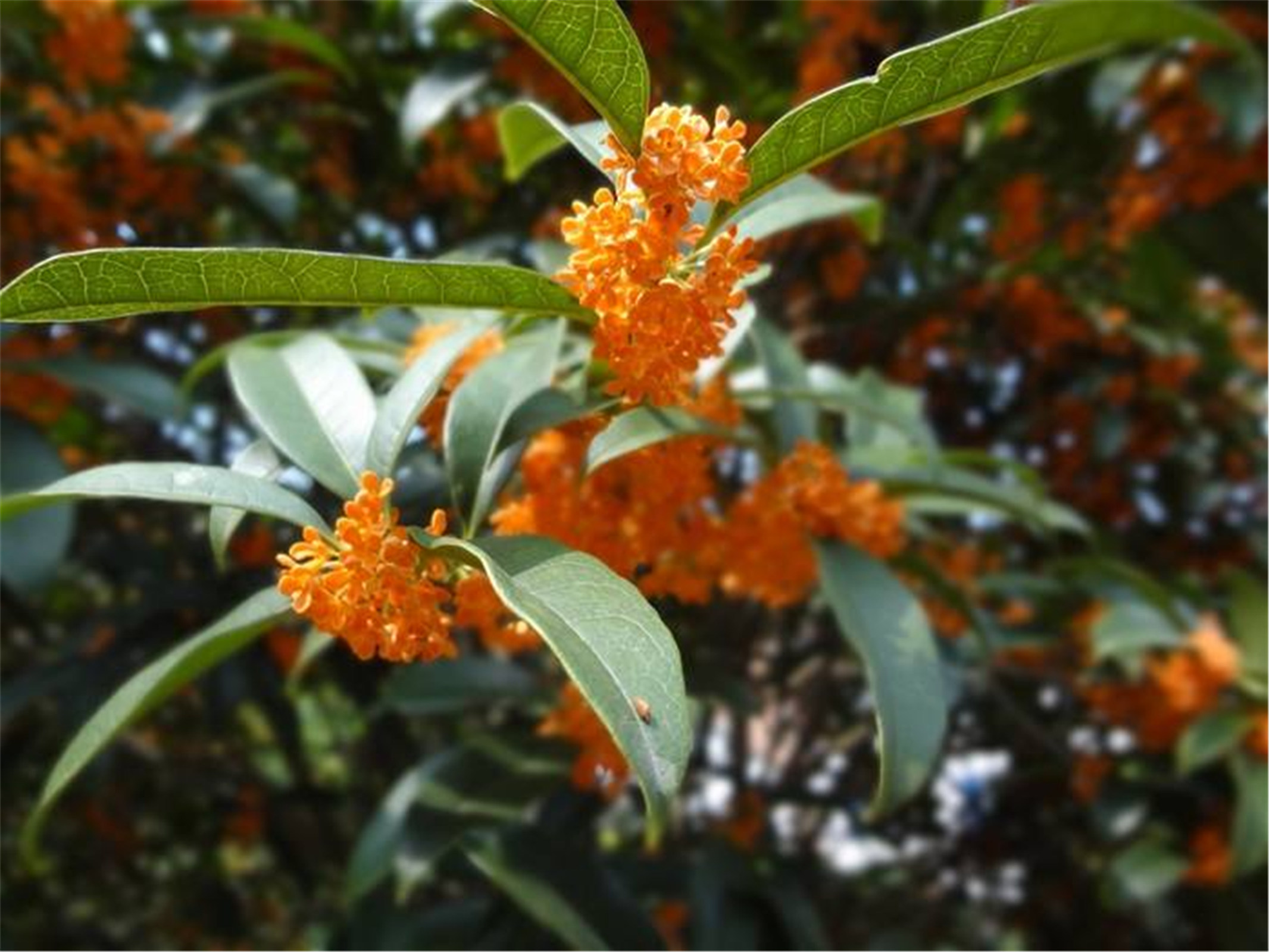  p>状元红(学名: i>osmanthus fragrans /i> 'zhuang yuan