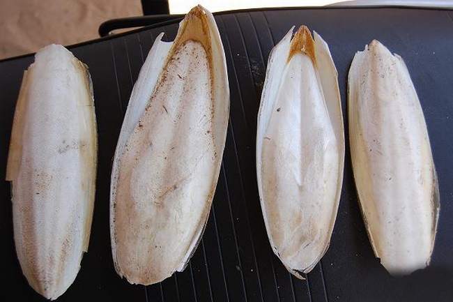 乌贼骨
