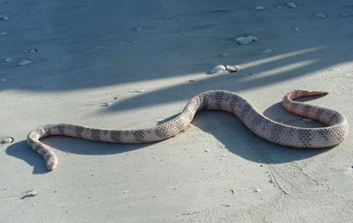  p>棘鳞海蛇,眼镜蛇科棘鳞海蛇属物种,腹鳞除前面少数外,均纵分为2长