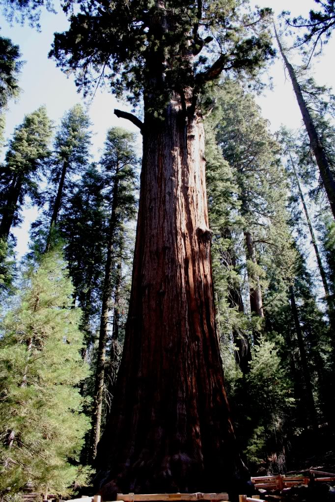 j. buchholz)是杉科,巨杉属大乔木.