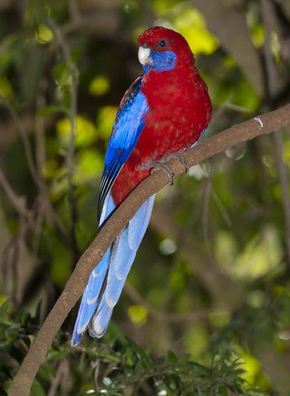  p>深红玫瑰鹦鹉(学名:platycercus elegans)是典型的 a href="#"