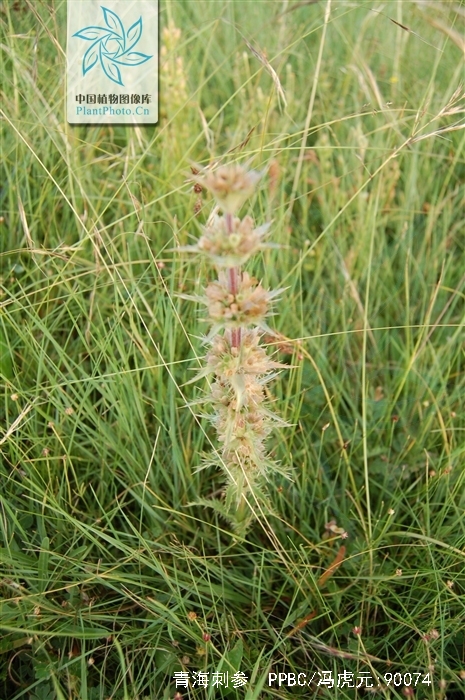  p>青海刺参(学名:morina kokonorica hao) a href="#" data-lemmaid=