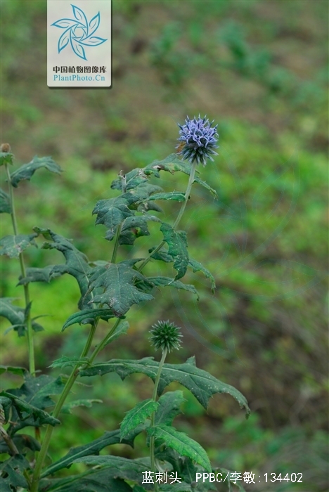  p>蓝刺头(学名: i>echinops sphaerocephalus /i> l.