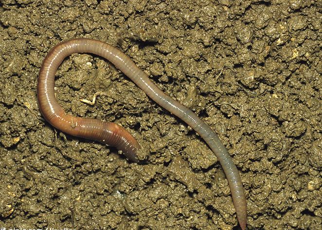  p>蚯蚓又名地龙,是 a target="_blank" href="/item/环节动物门