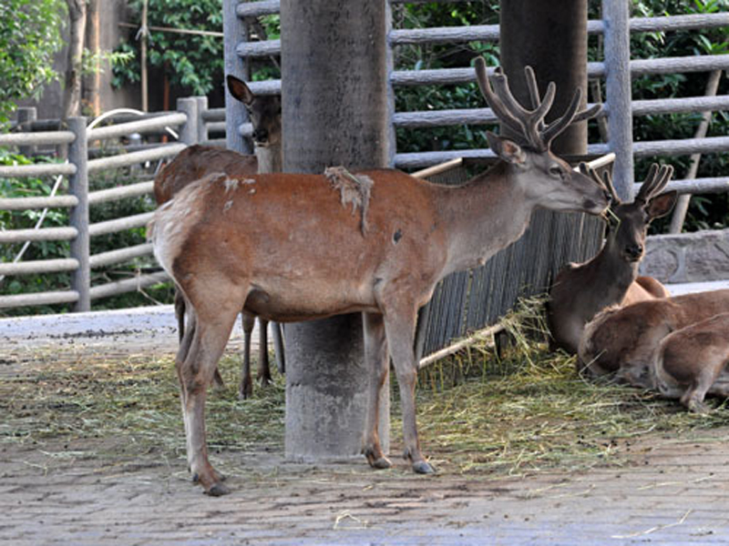 cervus elaphus xanthopygus