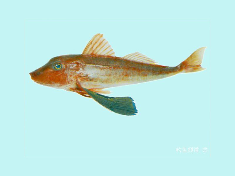  p>绿鳍鱼(学名: i>chelidonichthys kumu /i>),俗称  a href="#"