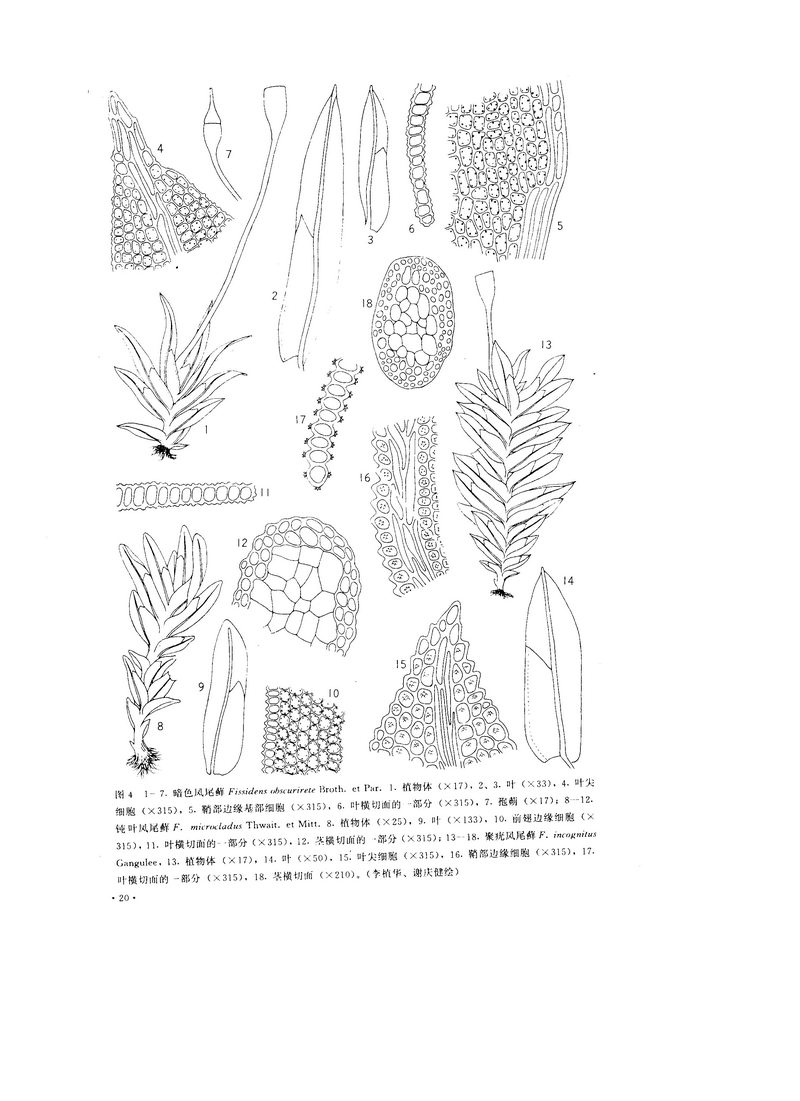  p data-id="gnx1x91o35">颈卵器植物包括了苔藓植物,蕨类植物和裸子
