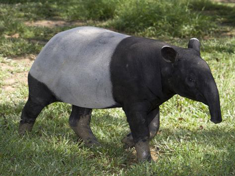 tapirus indicus