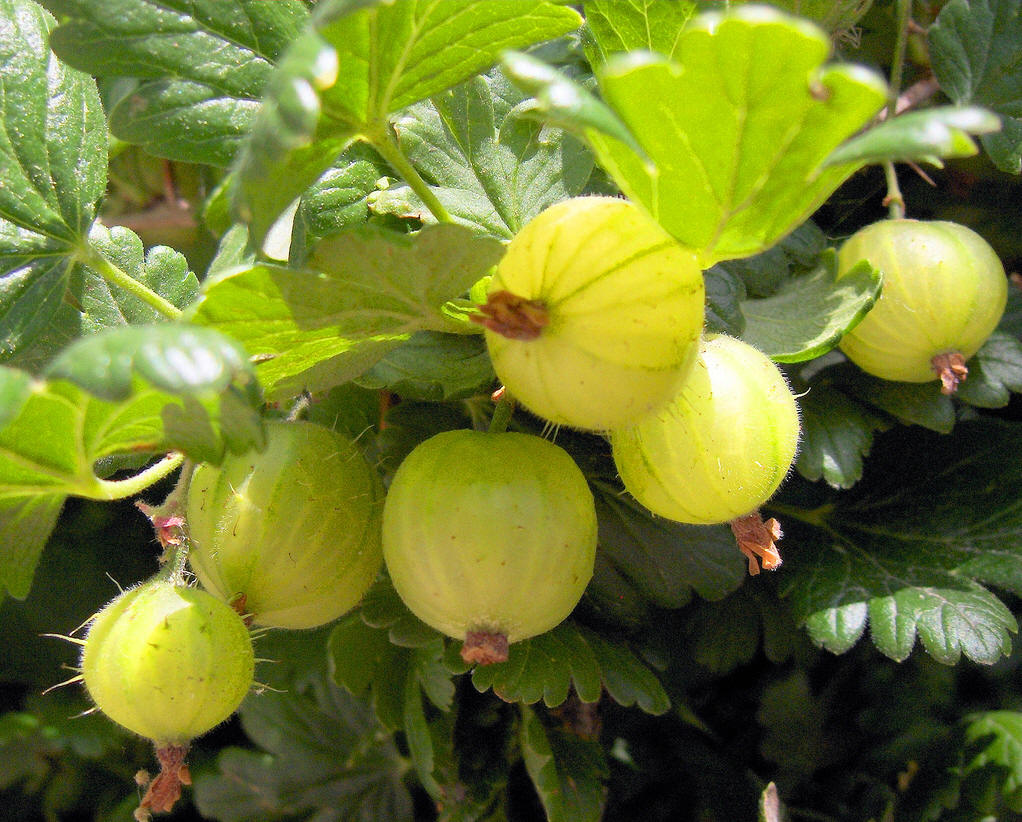  p>欧洲醋栗(学名: i>ribes reclinatum  /i>linn.)虎耳草科植物.