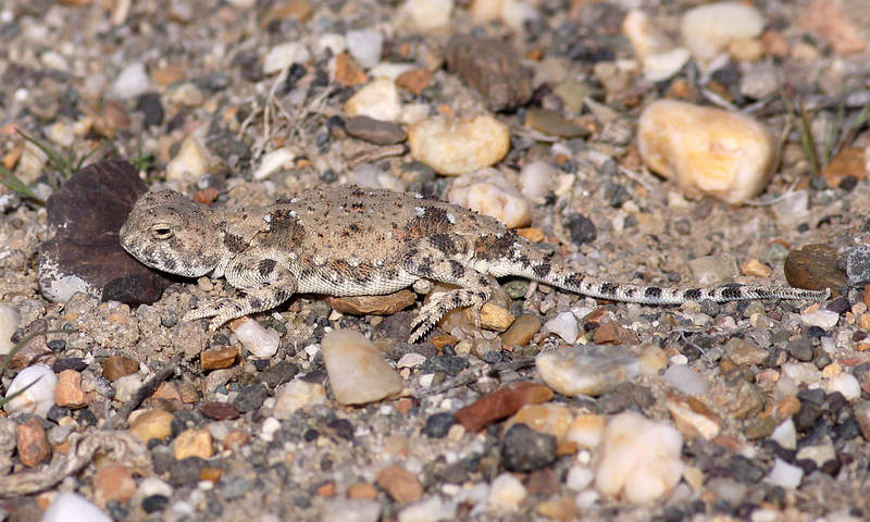  p>旱地沙蜥(学名: i>phrynocephalus helioscopus /i>)身体背面有