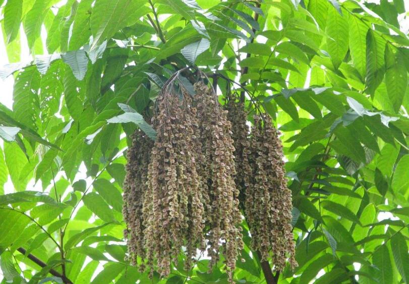  p>马尾树属,是 a target="_blank" href="/item/双子叶植物纲">双子