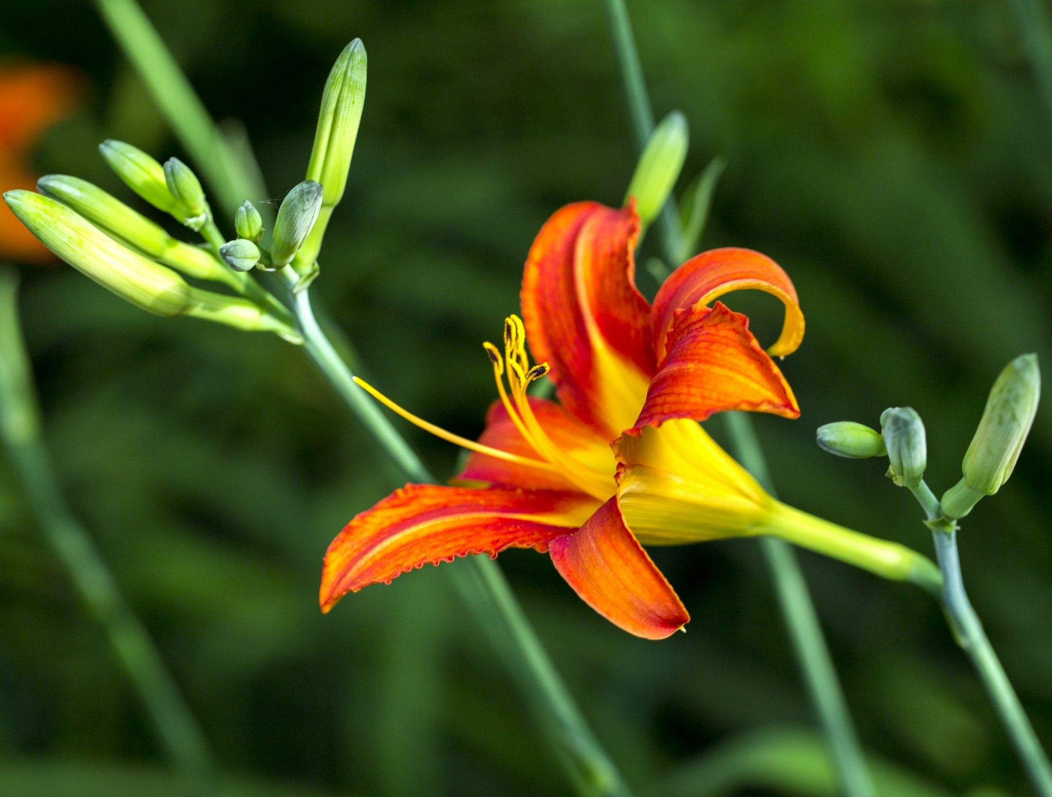  i>hemerocallis hybrida /i> bergmans)是百合科,萱草属多年生宿根 a