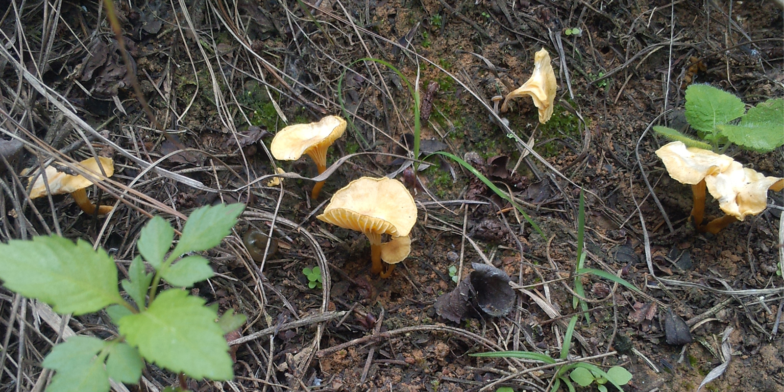  p>形态特征:子实体小,肉质,喇叭形,菌盖宽1-3cm,橙黄色,中部初扁平