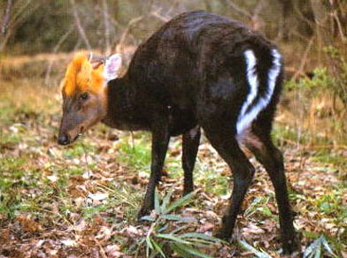 (学名: i>muntiacus crinifrons /i>),别称乌金麂,蓬头麂,红头麂,麂子