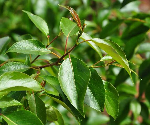 k. schneid.)是杨柳科杨属植物,皮光滑或具纵沟,髓心五角状.