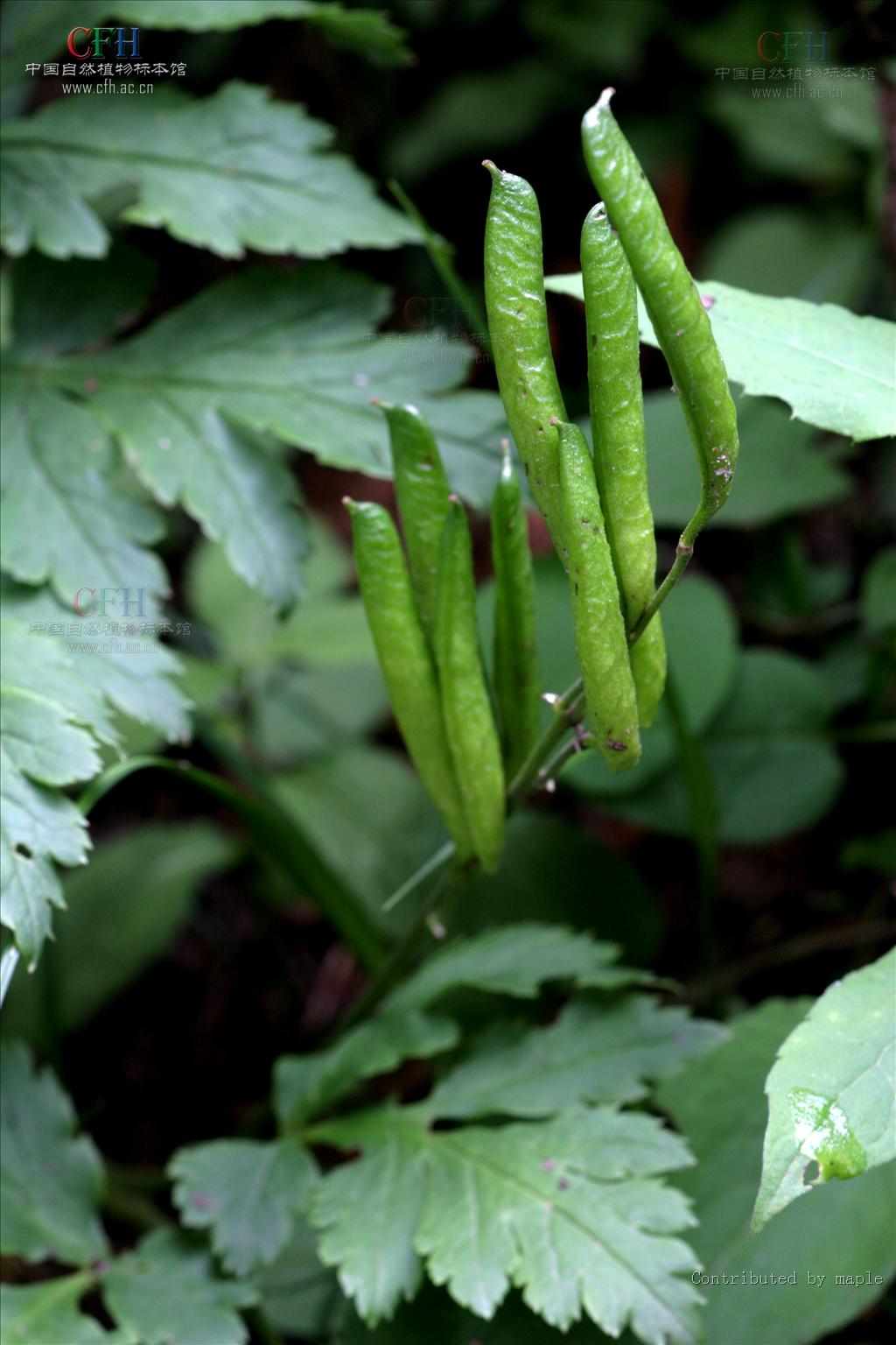 是毛茛科下的一个属,黄三七属植物有1种,分布于我国西南和 a hre"="
